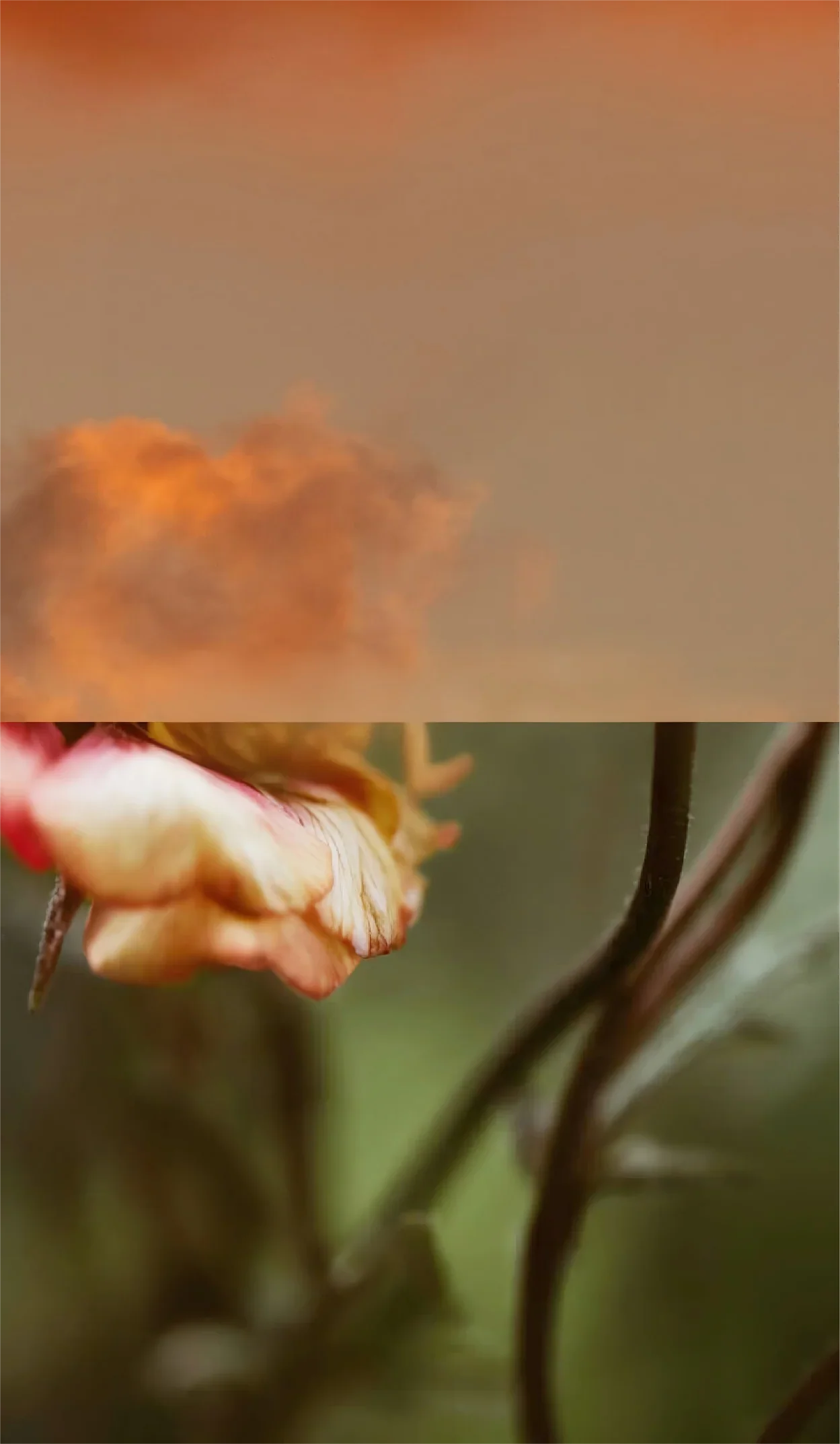 Nieuwe Stijl, Hetzelfde Hart: Maak Kennismet met de Vernieuwde OFCASA